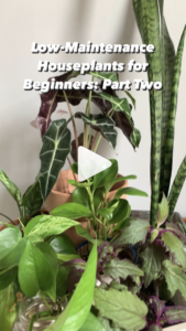 Low Maintenance House Plant - Instagram reel